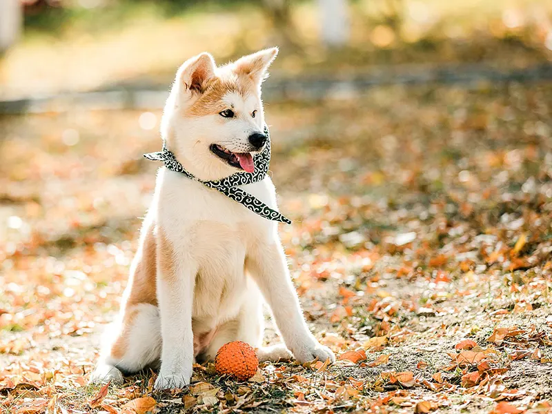 Apakah mainan yang baik untuk anak anjing?