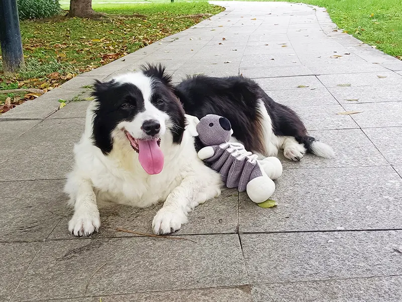 Mengapa anjing suka haiwan boneka?