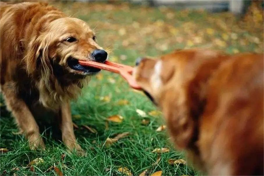 Mengurus dan Mencegah Keagresifan Mainan Anjing Dalam Kalangan Anjing